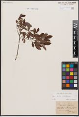 Salix aurita L. x Salix starkeana Willd.